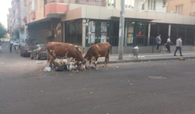 Bağlar’da çöp konteyneri eksikliği, başıboş inekleri sokağa çekiyor