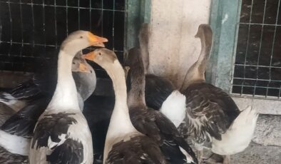 Lezzetiyle tercih edilen kaz, fiyatıyla cep yakıyor