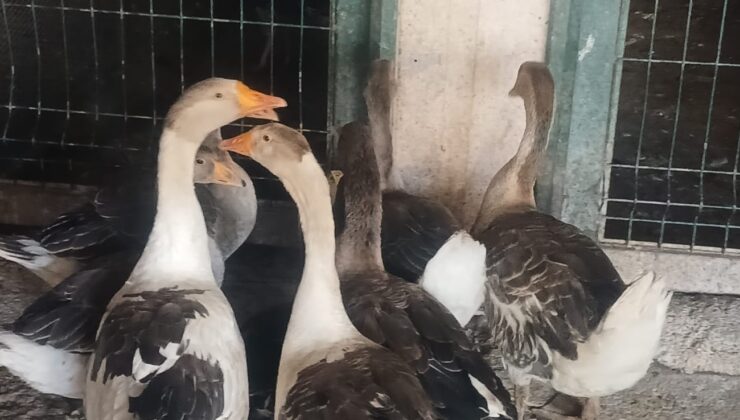 Lezzetiyle tercih edilen kaz, fiyatıyla cep yakıyor
