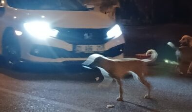 Kulp’ta başıboş köpekler mahalle sakinlerine korku saçıyor