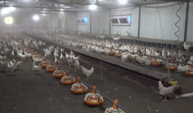 Yılda 100 milyon yumurta hedefi