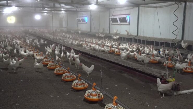 Yılda 100 milyon yumurta hedefi