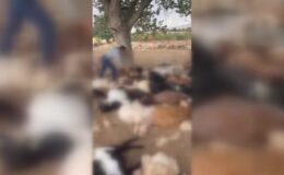 Yıldırım isabet eden 95 küçükbaş hayvan telef oldu