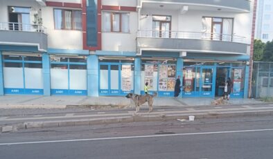 Mahallede Başıboş Köpekler Korkutuyor