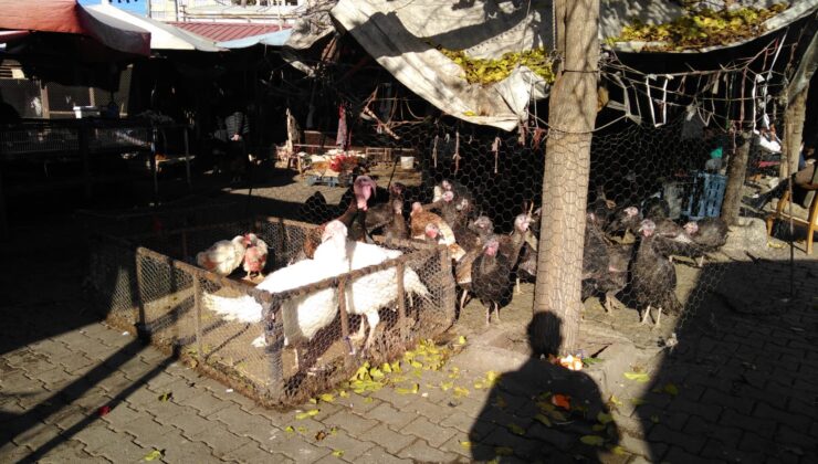 Diyarbakır’da kanatlı hayvan pazarında durgunluk