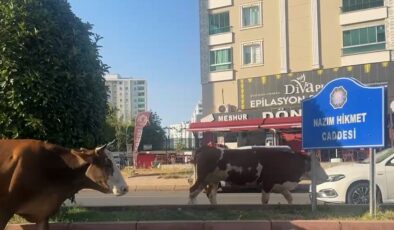Yüzlerce kilo ağırlıktaki inekler trafikte tehlike saçıyor