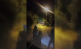 Kaçarken 1 kişiyi yaralayan boğa uyuşturucu iğneyle vurularak yakalandı