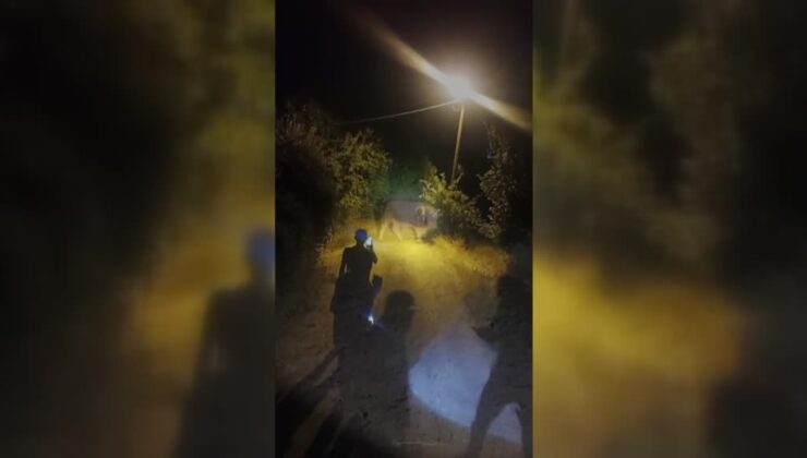 Kaçarken 1 kişiyi yaralayan boğa uyuşturucu iğneyle vurularak yakalandı