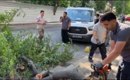 Park halindeki aracın üzerine ağaç devrildi