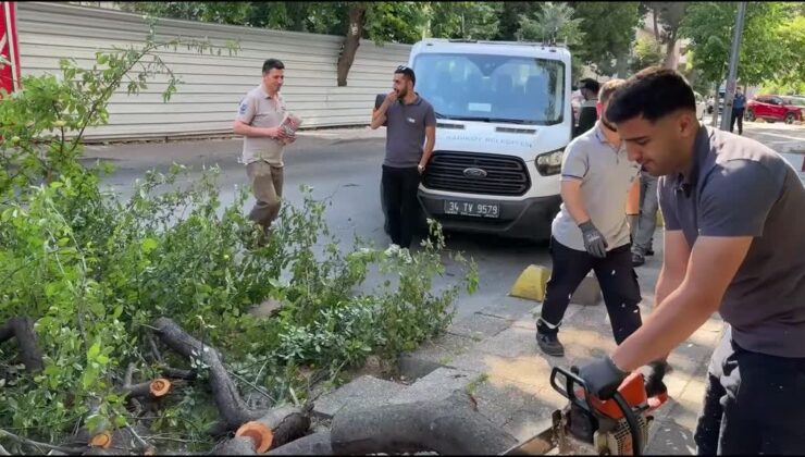 Park halindeki aracın üzerine ağaç devrildi