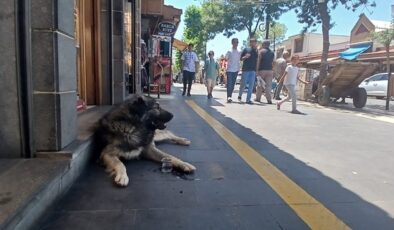 Diyarbakır’da Sokak Hayvanlarına Vatandaşlardan Su Desteği