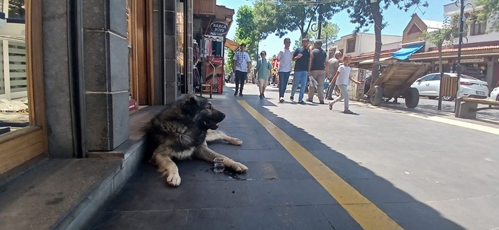 Diyarbakır’da Sokak Hayvanlarına Vatandaşlardan Su Desteği