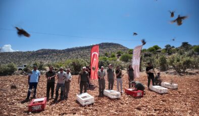 300 kınalı keklik doğaya salındı