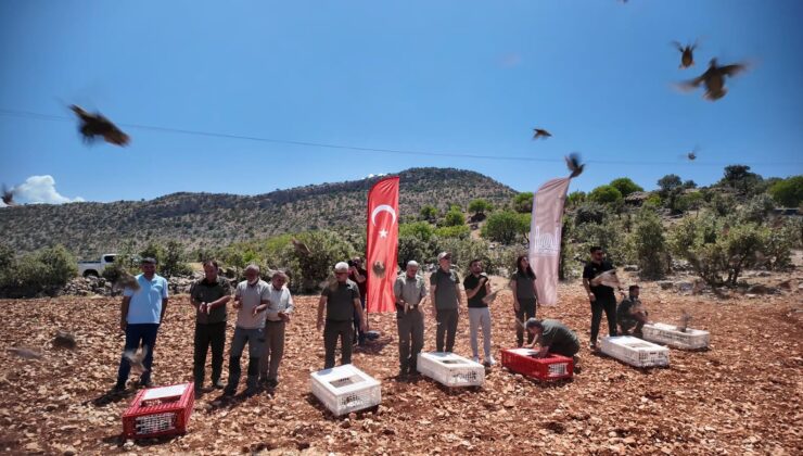 300 kınalı keklik doğaya salındı