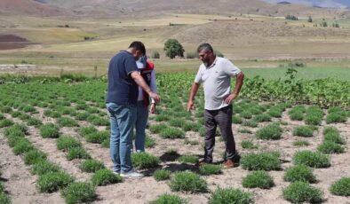 ABD merkezli baharat firması temsilcileri, tarhun ekim alanlarını inceledi