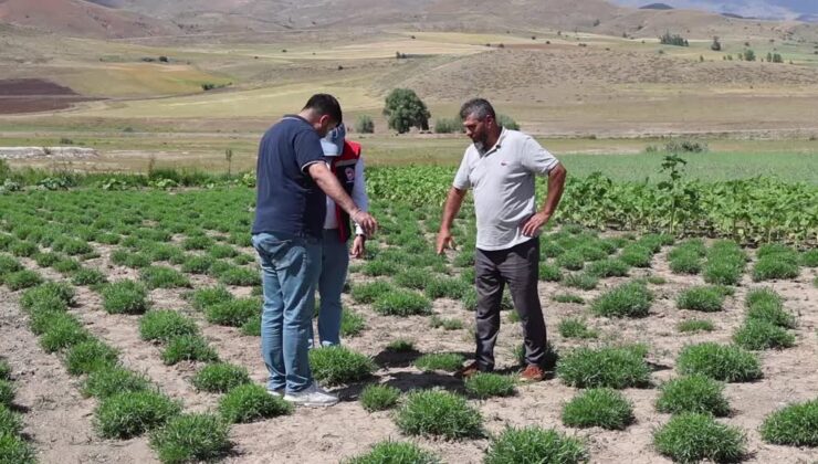 ABD merkezli baharat firması temsilcileri, tarhun ekim alanlarını inceledi