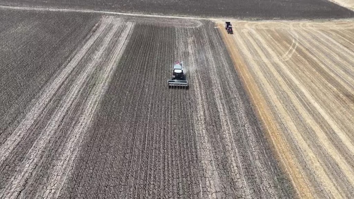Aşırı sıcaklar nedeniyle ayçiçeği hasadı bu yıl erken başladı