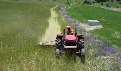 Alucra’da planlı üretimin ilk hasadı yapıldı