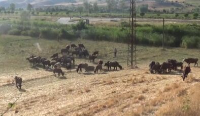 Kentten köye dönüşle 41 mandaya ulaştılar