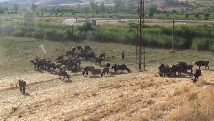 Kentten köye dönüşle 41 mandaya ulaştılar