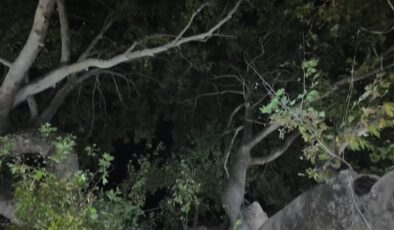 2 bin yıllık çınarın gölgesinde demlenen çaya akın var