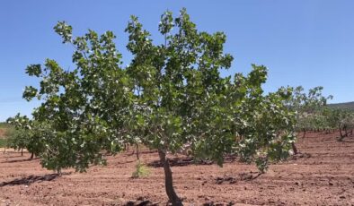 Antep fıstığı ihracatı ilk 6 ayda 113 milyon doları aştı