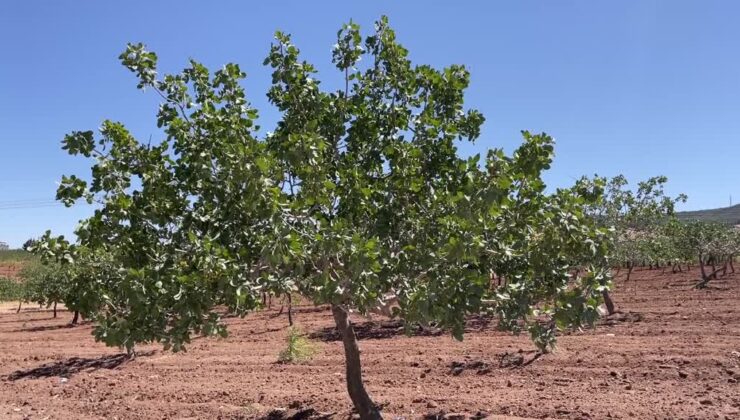 Antep fıstığı ihracatı ilk 6 ayda 113 milyon doları aştı