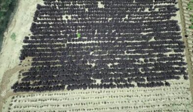 Arapgir mor reyhanı bölge çiftçisine gelir kaynağı oluyor