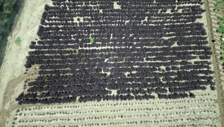 Arapgir mor reyhanı bölge çiftçisine gelir kaynağı oluyor