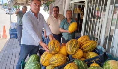 Aromasıyla ünlü Araban kavunu tarladan tezgaha indi