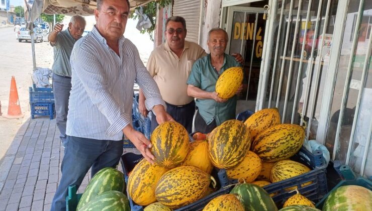 Aromasıyla ünlü Araban kavunu tarladan tezgaha indi