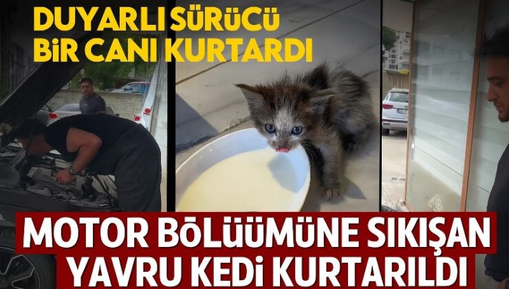 Atakum’da duyarlı sürücü küçük bir canı hayata bağladı