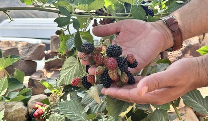 Siirt’te yüksek rakımda üretimi yapılan böğürtlen olumlu sonuç verdi