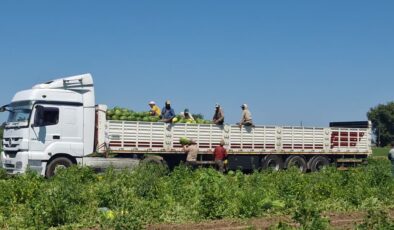 Bafra Ovası’nda 94 bin 500 ton karpuz rekoltesi bekleniyor