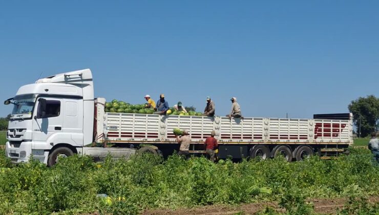 Bafra Ovası’nda 94 bin 500 ton karpuz rekoltesi bekleniyor