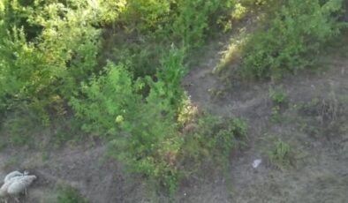 Kurdu dronla kovaladı, koyunlarını kurtardı