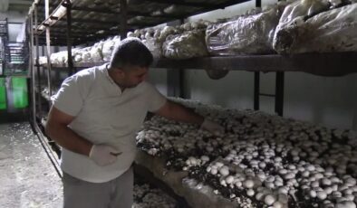 Batmanlı girişimci devlet desteğiyle kurduğu tesiste yıllık 600 ton kültür mantarı üretiyor