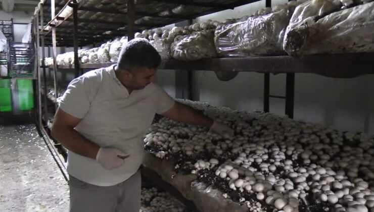 Batmanlı girişimci devlet desteğiyle kurduğu tesiste yıllık 600 ton kültür mantarı üretiyor
