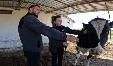 Belçika’dan gelen çift, devlet desteğiyle besiciliğe başladı