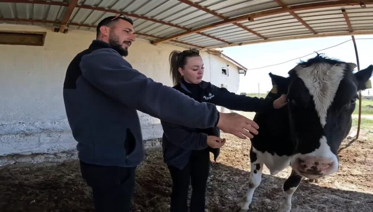 Belçika’dan gelen çift, devlet desteğiyle besiciliğe başladı