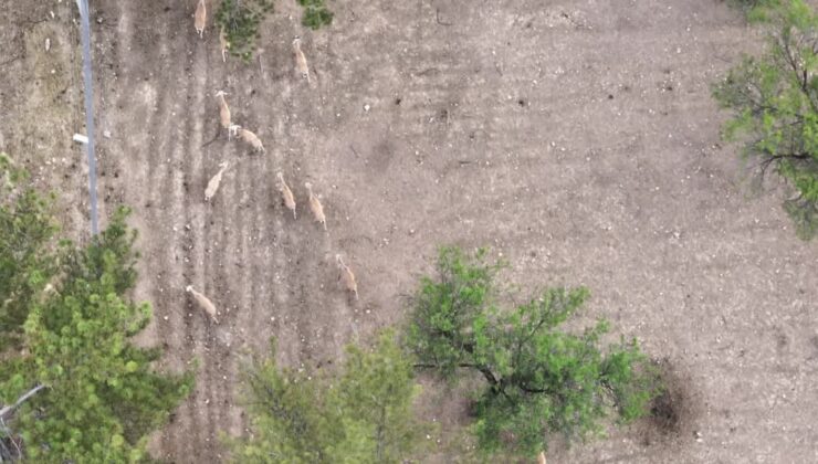 Bozkıra uyum sağlayan Asya ceylanlarının sayısı artıyor