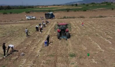 40 derece sıcağa rağmen Taşköprü sarımsağı toplanıyor