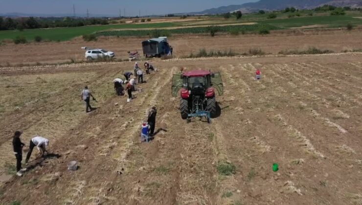 40 derece sıcağa rağmen Taşköprü sarımsağı toplanıyor