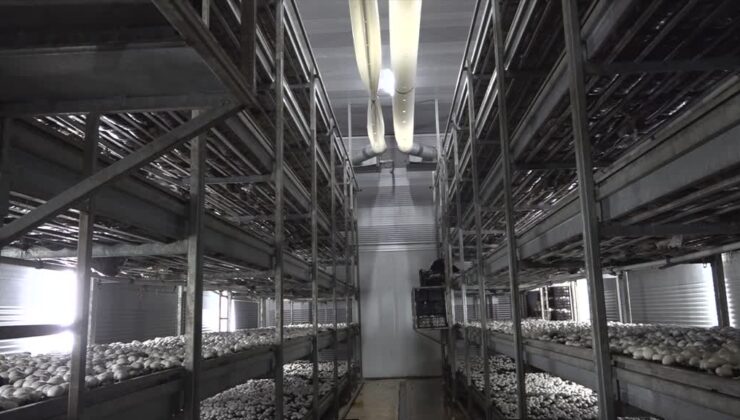 Devlet desteğiyle kurduğu tesiste ayda ortalama 15 ton mantar üretiyor