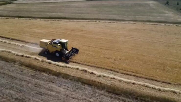 Eflani’de arpa, buğday ve ata tohumu siyez biçiliyor