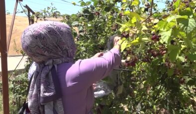 Engelli bireyler toprakla şifa buldu, böğürtlen hasat etti