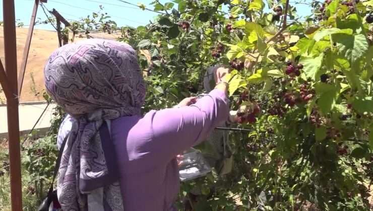 Engelli bireyler toprakla şifa buldu, böğürtlen hasat etti