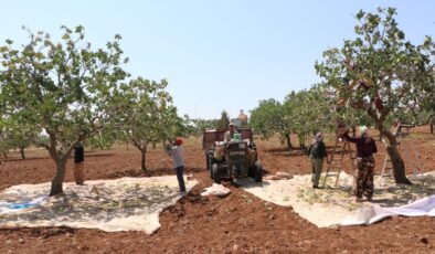 Fıstığın başkentinde baklavalık hasat zamanı geldi