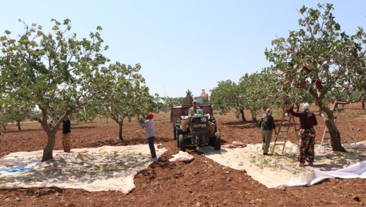 Fıstığın başkentinde baklavalık hasat zamanı geldi