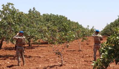 Fıstık hasadına jandarma koruması